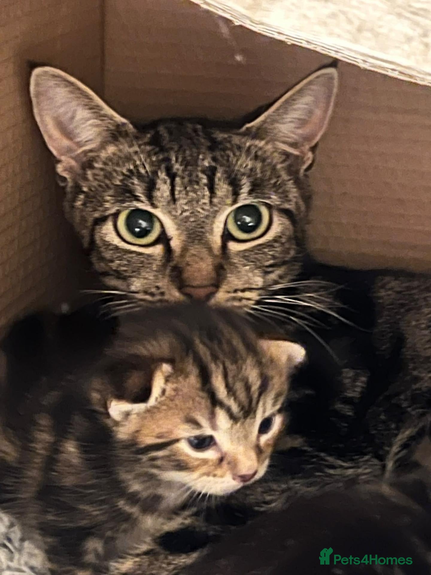 Mixed Breed cats for adoption: Mama Chloe looking for a home - Advert 10