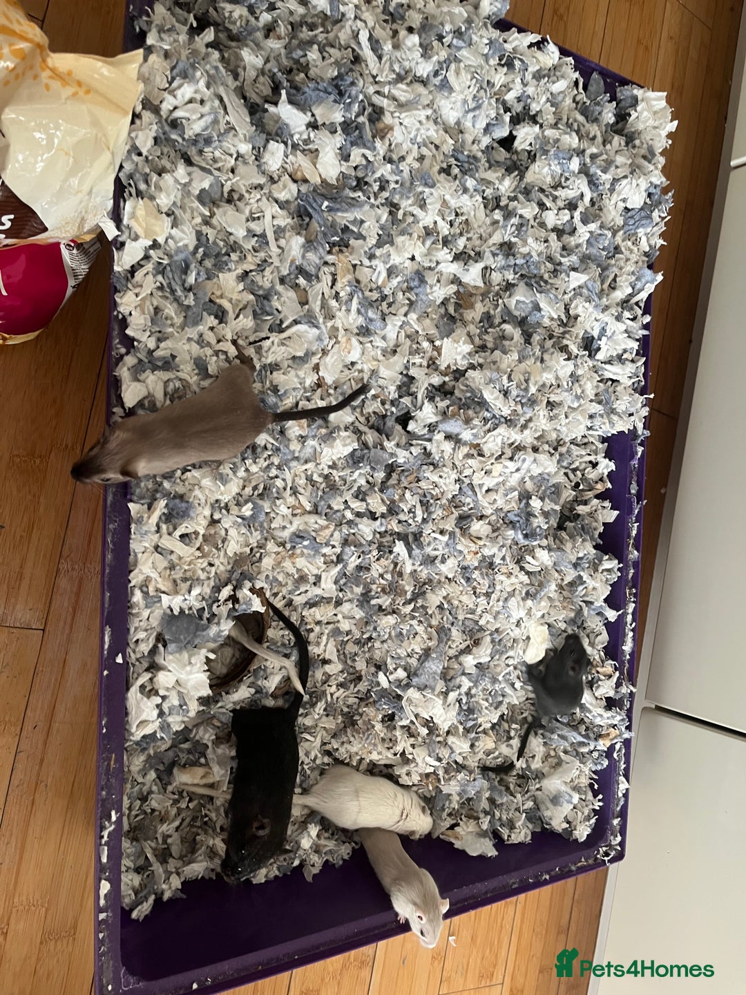 Gerbil rodents for sale: 10 gerbils for sale, in LONDON - Image 1
