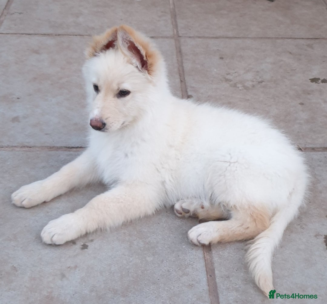 German Shepherd dogs for sale: Stunning White German Shepherds   - Image 5