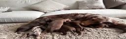Miniature Dachshund dogs for sale: True beautiful miniature longhair dachshund  - Advert 20