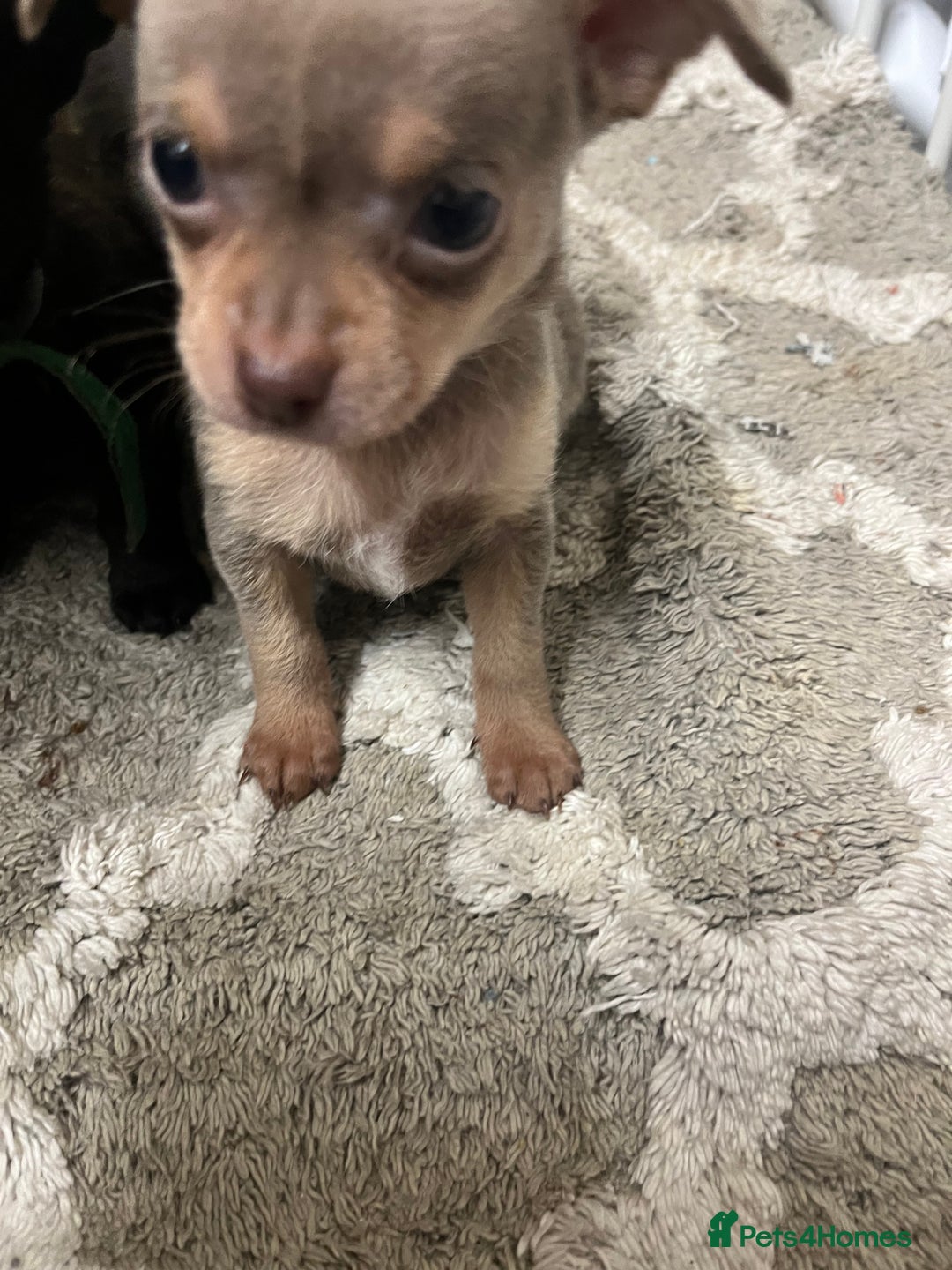 Chihuahua dogs for sale: Chihuahua teacups - Image 5