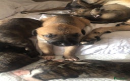 Mixed Breed dogs for sale: Lurcher/greyhound puppies - Image 10