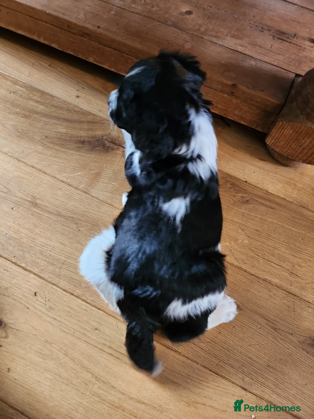 English Springer Spaniel dogs for stud: Wessexmac's King Kobe at Stud - Advert 7