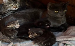 Domestic Shorthair cats for sale: Beautiful Kittens for sale  - Image 8