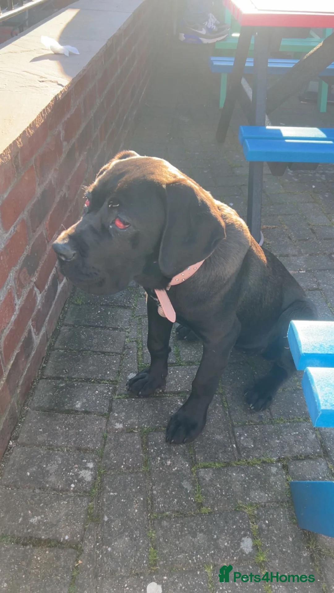 Cane Corso dogs for sale: cane corso female for sale  - Advert 1