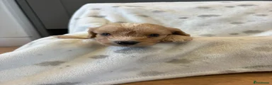 Cockapoo 2