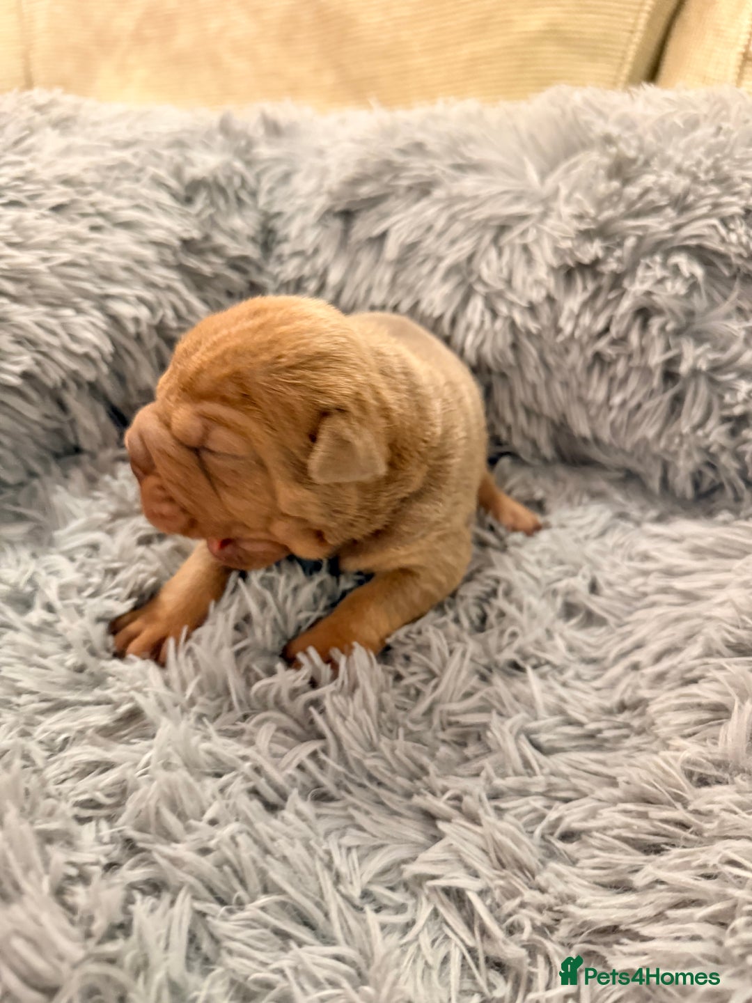 Mixed Breed dogs for sale: Gawjuss Bullpei Puppies 🐶 - Advert 20