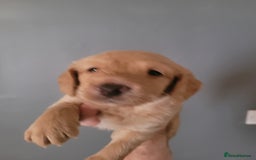 Labradoodle dogs for sale: Gorgeous mini labradoodles  - Image 1