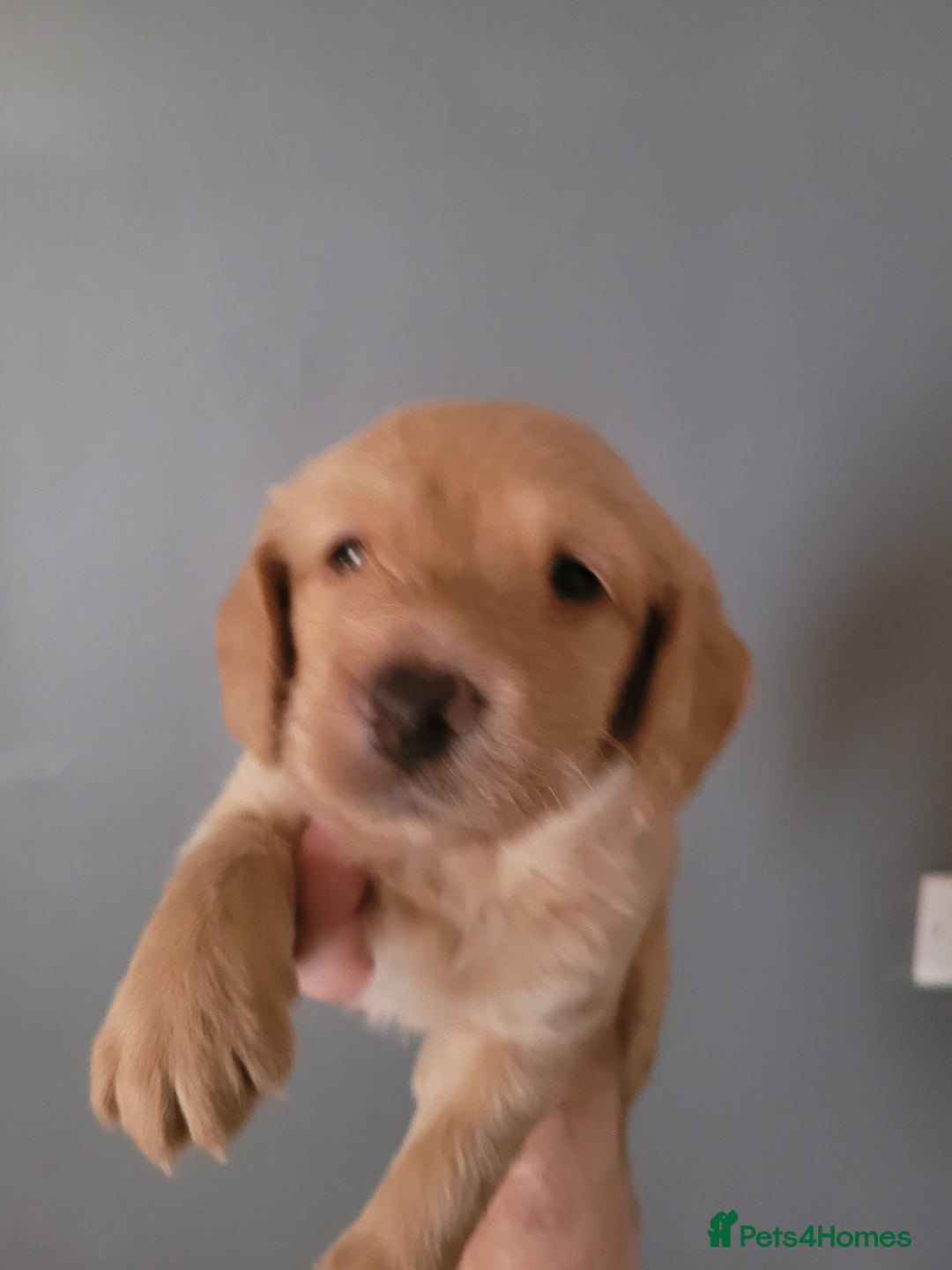 Labradoodle dogs for sale: Gorgeous mini labradoodles  - Image 1