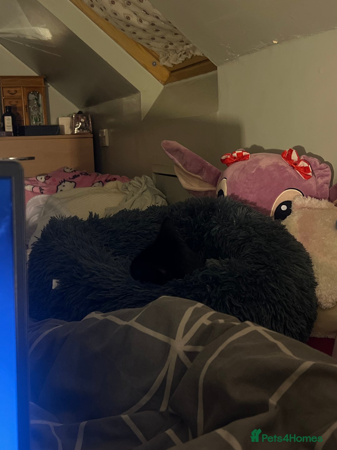 Bombay cats for sale: Cute black bombay cat- ready to leave asap - Advert 3