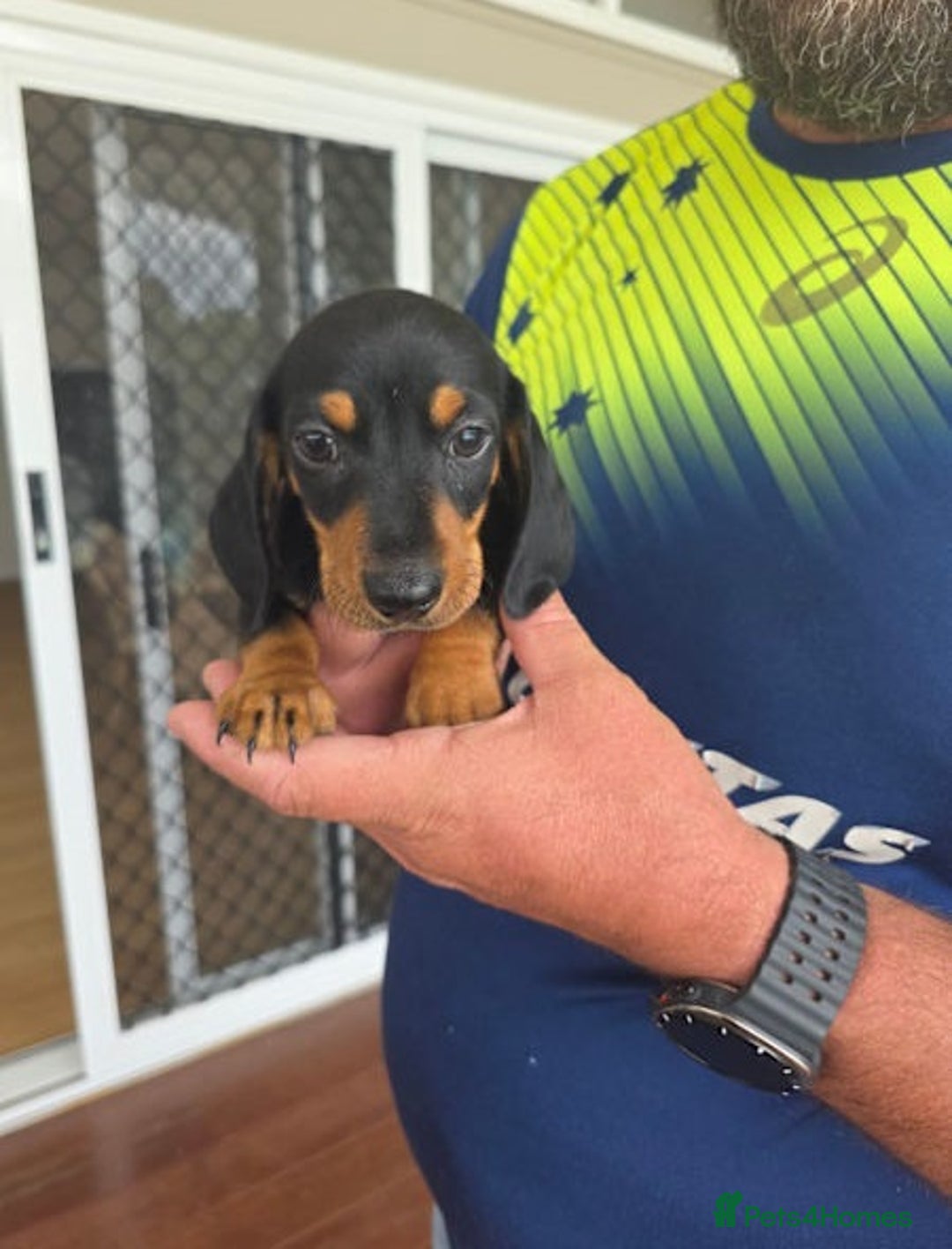 Miniature Dachshund dogs for sale: Healthy mini dapple and dachchunds pups - Image 5