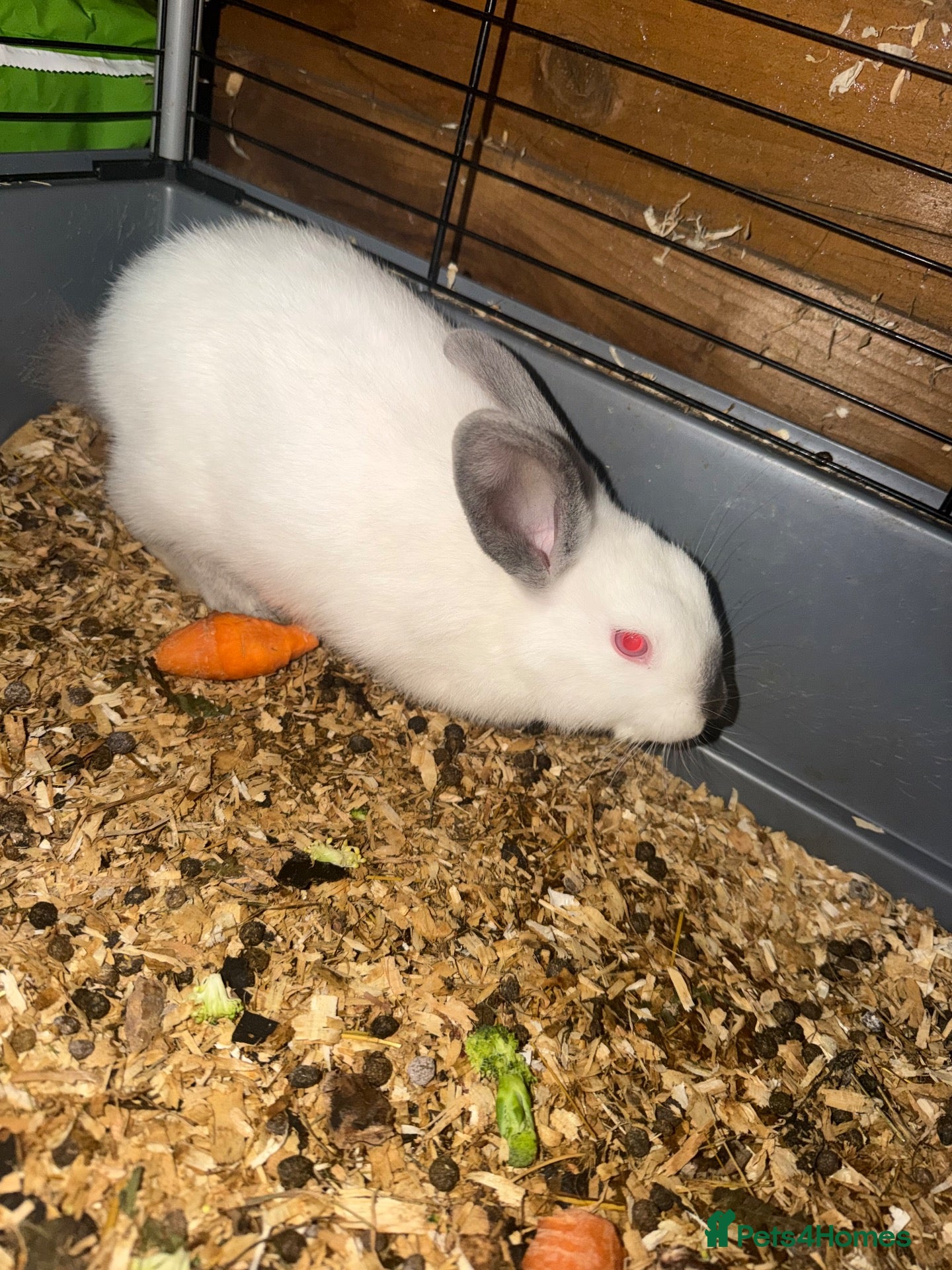 Mixed Breed rabbits Mixed breed Rex and New Zealand for sale females  - Advert 1