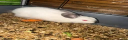 Mixed Breed rabbits for sale: Mixed breed Rex and New Zealand for sale females  - Advert 1