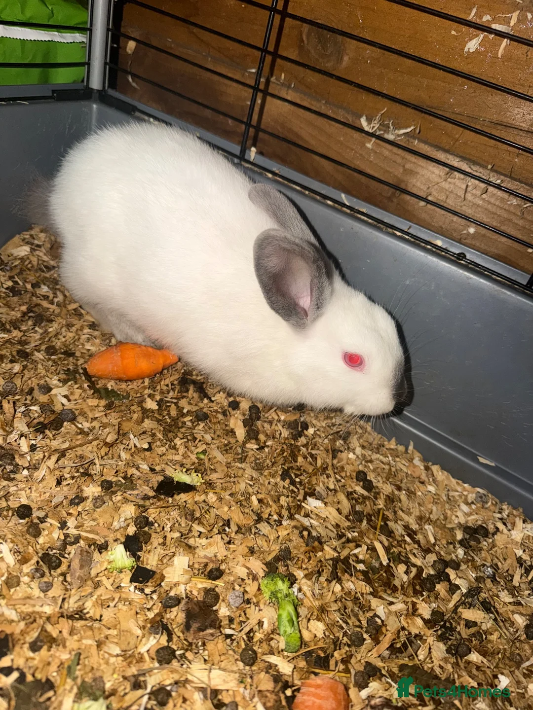 Mixed Breed rabbits for sale: Mixed breed Rex and New Zealand for sale females  - Advert 1