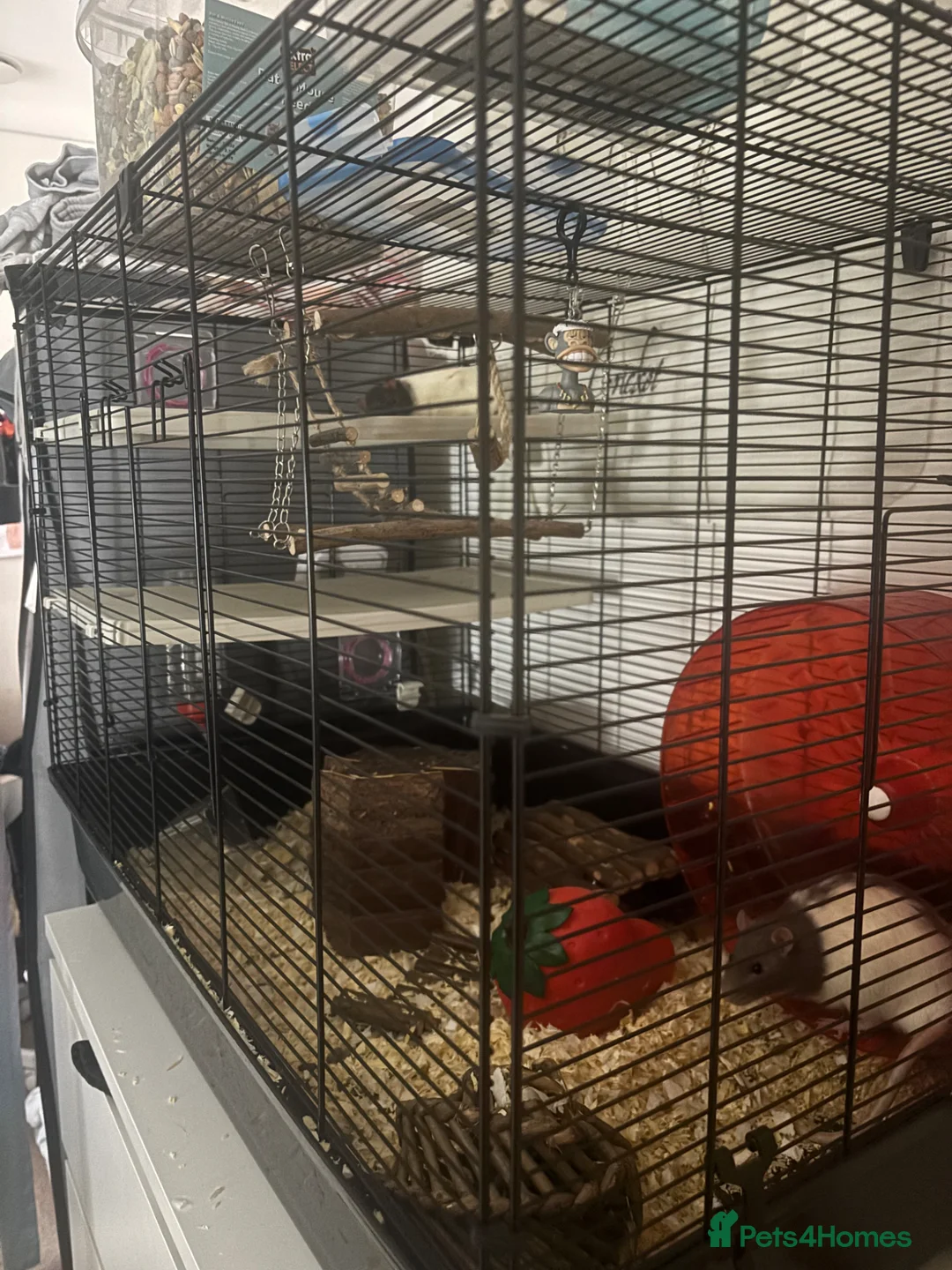 Rat rodents for sale: Gary & Nico Rats in Wokingham - Advert 2