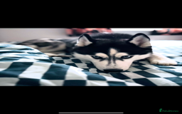 Siberian Husky dogs for sale: Meet Maximus 10 moth old Siberian Husky  - Image 6