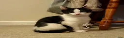 Mixed Breed cats for sale: Adorable, mischievous kittens - Advert 3