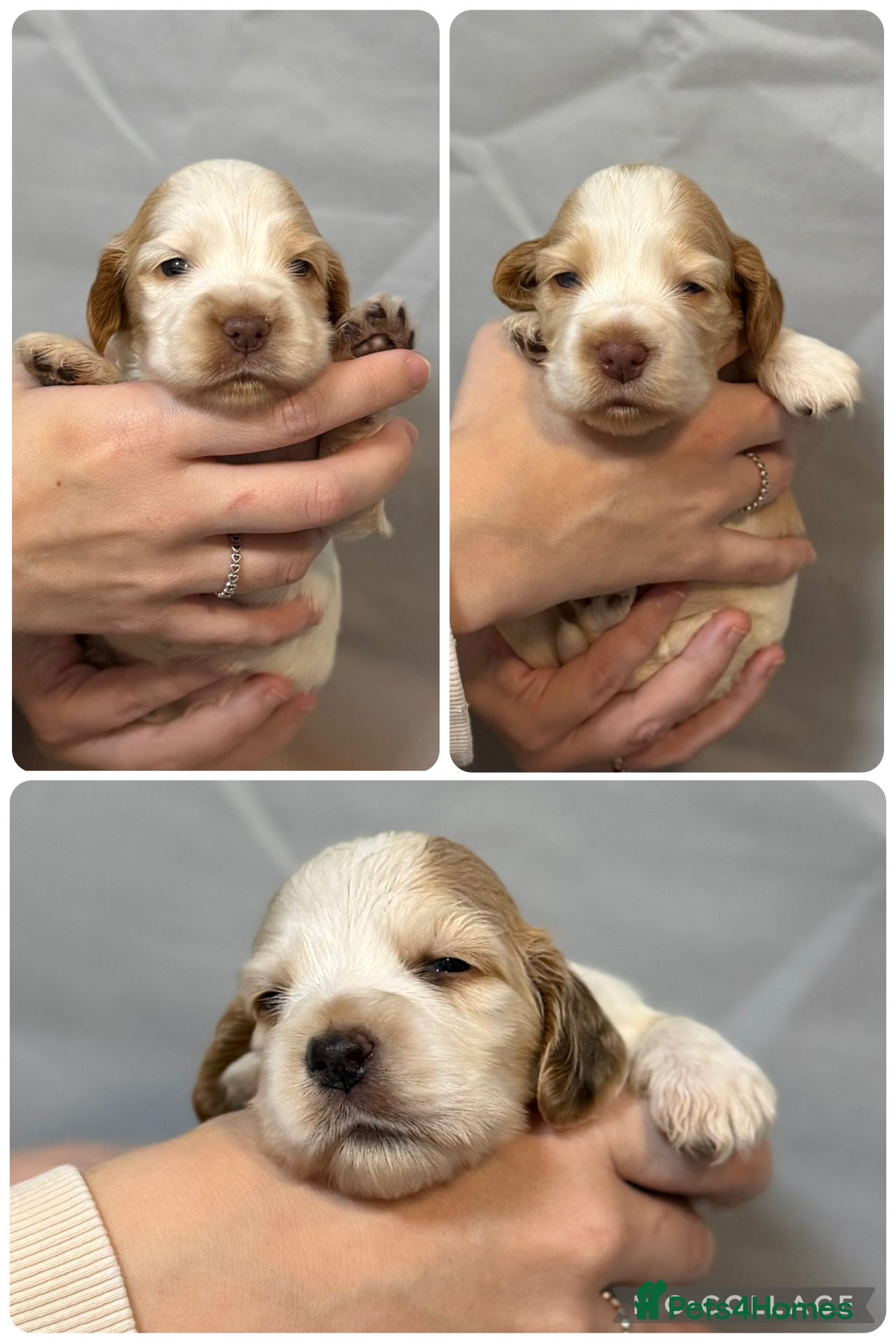 Cocker Spaniel dogs KC health tested show cocker puppies - Advert 12