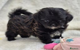 Shih Tzu dogs for sale: Gorgeous Small Imperial Shih tzu puppies READY - Image 25