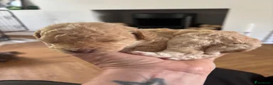 Mixed Breed Puppy 5