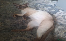 Siamese cats for sale: Handsome, athletic Chocolate point male Siamese. - Image 2