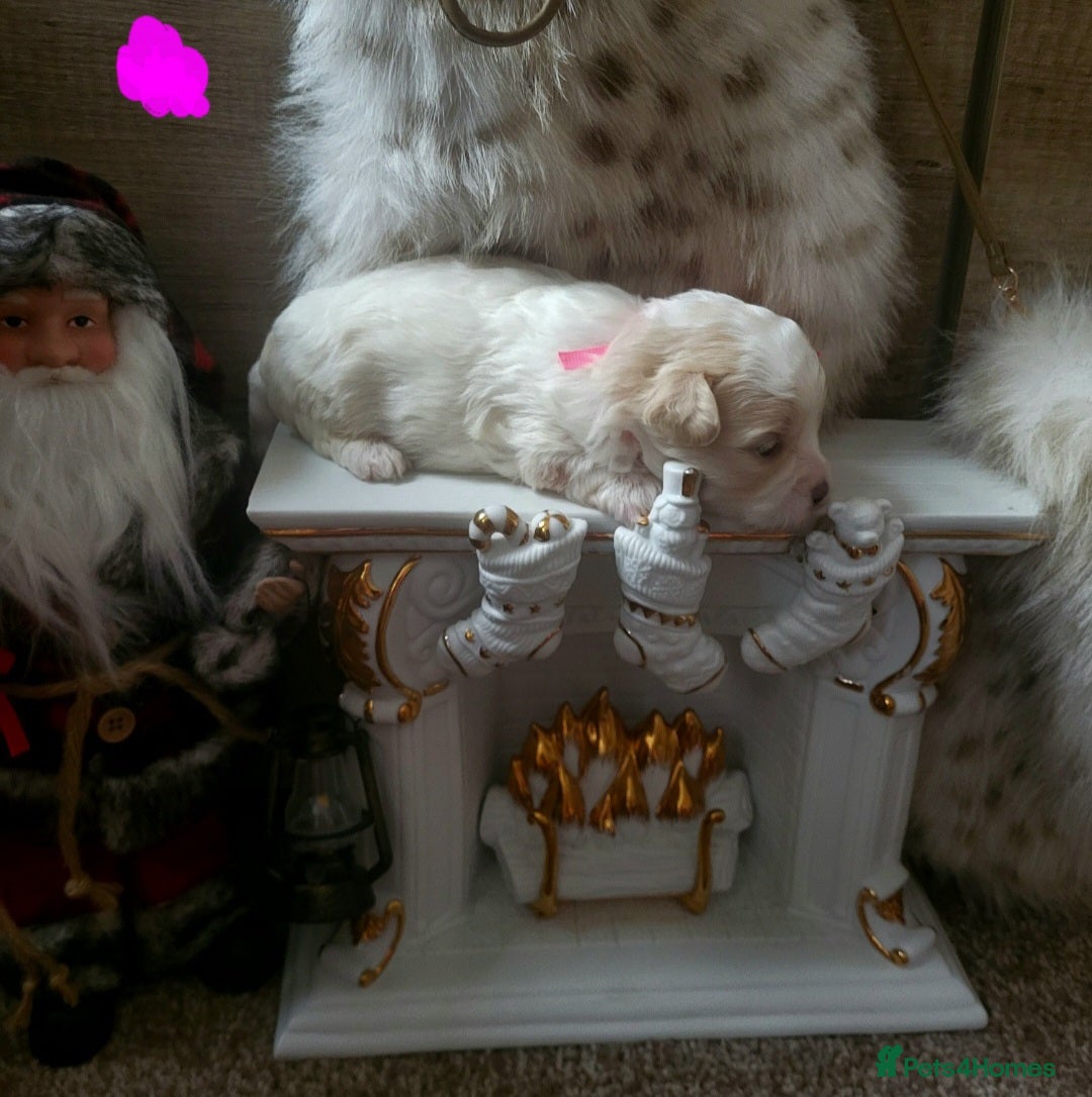 Maltipoo dogs for sale: Toy maltipoo puppies  - Advert 23