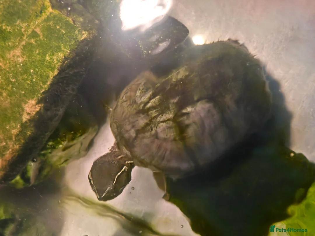 Mixed Breed invertebrates for sale: Common Musk Turtle - Advert 5
