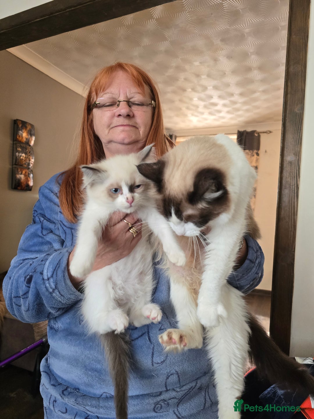 Ragdoll cats for sale:  ragdoll kittens parents gccf registered  - Image 5