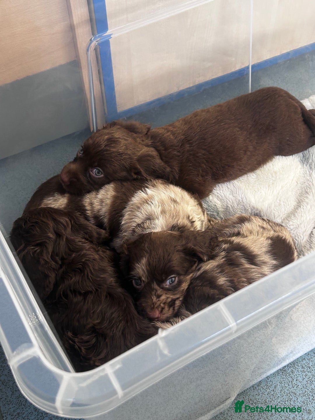 Cockapoo dogs for sale: beautiful toy cockapoo - Image 8