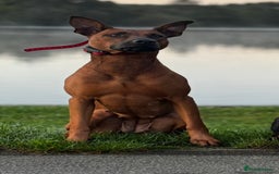 Dobermann dogs for sale: F1b Working dobermanns  - Image 24