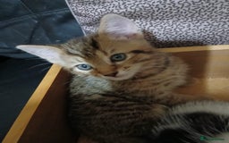 Mixed Breed cats for sale: Beautiful hand reared kittens  - Image 6