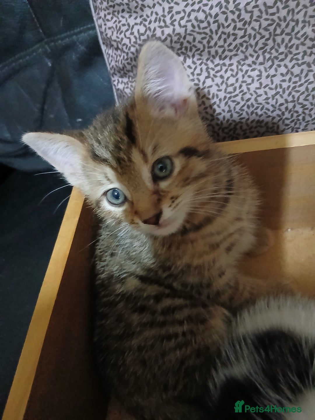 Mixed Breed cats for sale: Beautiful hand reared kittens  - Image 6