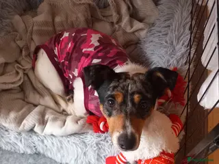 Jack Russell dogs Beautiful Spayed Jack Russell Girl - Advert 17