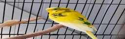 Budgerigars birds for sale: Beautiful 3x males budgies in London - Advert 8