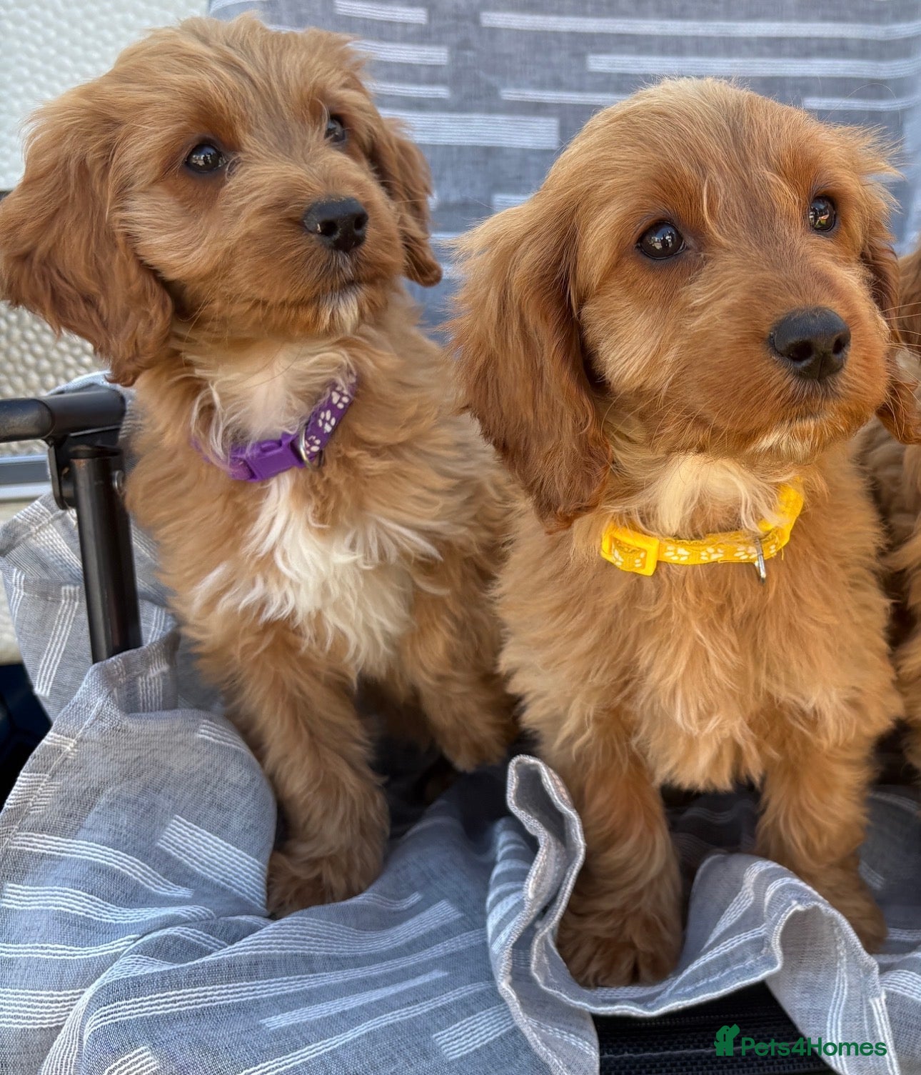 Cockapoo dogs Cockerpoo  - Advert 2