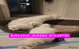 Bichon Frise dogs for sale: Beautiful Bichon Maltese puppies - Image 11