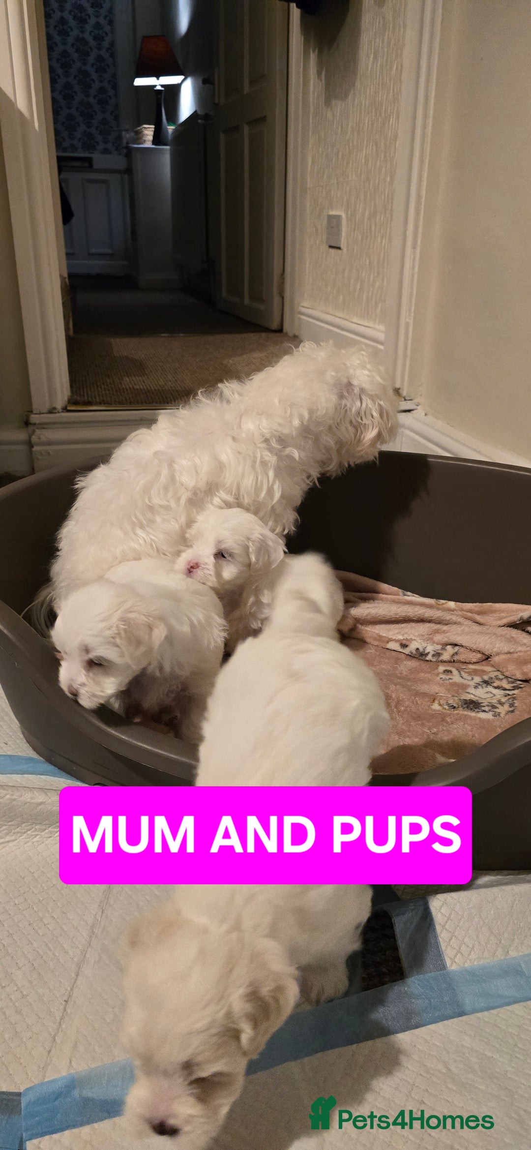 Bichon Frise dogs for sale: Beautiful Bichon Maltese puppies - Image 11