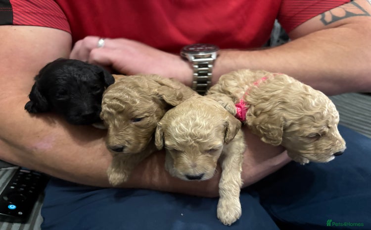 Cavapoochon dogs Cavapoochon  - Advert 2