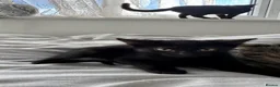 British Shorthair cats for sale: 8 week Kittens - Advert 3
