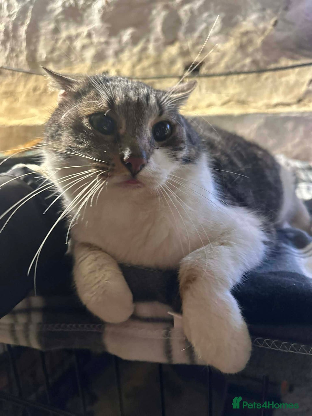 Mixed Breed cats for adoption: Mercury for adoption - Advert 4