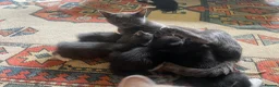 Mixed Breed cats for sale: Lovely half British shorthair half Russian blue  in Godalming - Advert 3