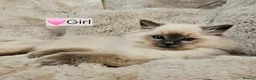 Ragdoll cats for sale: Pure Ragdoll Kittens Ready Leave Now  in Basildon - Advert 22