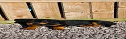 Rottweiler dogs for sale: ROTTWEILER in Skelmersdale - Advert 5