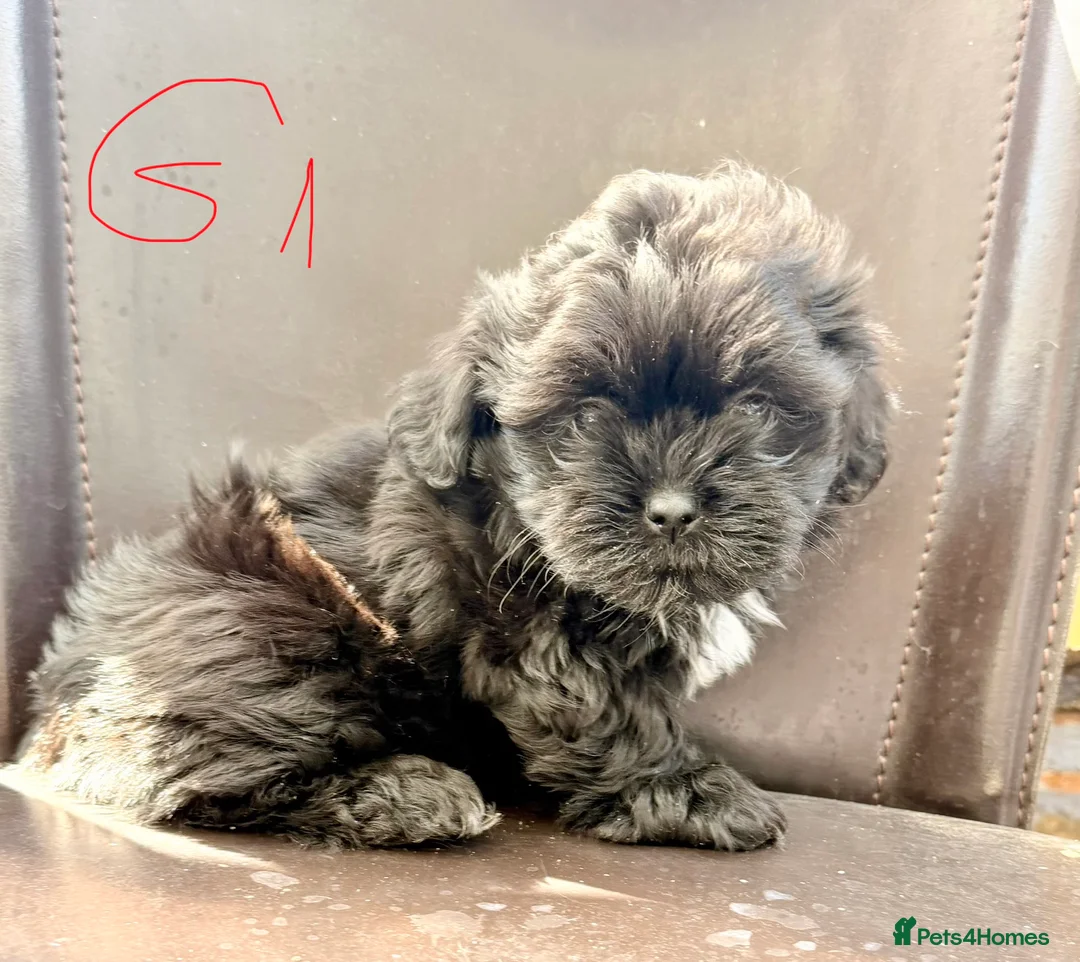 Mixed Breed dogs for sale: Havanese - Advert 2
