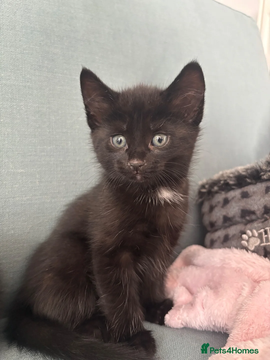 Mixed Breed cats for sale: 5 gorgeous kittens all female  - Advert 2