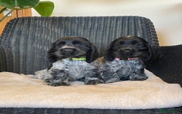 Cocker Spaniel dogs for sale: KC registered Show Type Cocker Spaniel Pups - Image 1