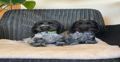Cocker Spaniel dogs - Advert 14