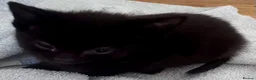 Mixed Breed cats for sale: Kittens  - Advert 8