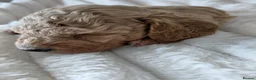 Cockapoo dogs for sale: Beautiful cockapoo puppies. - Advert 13