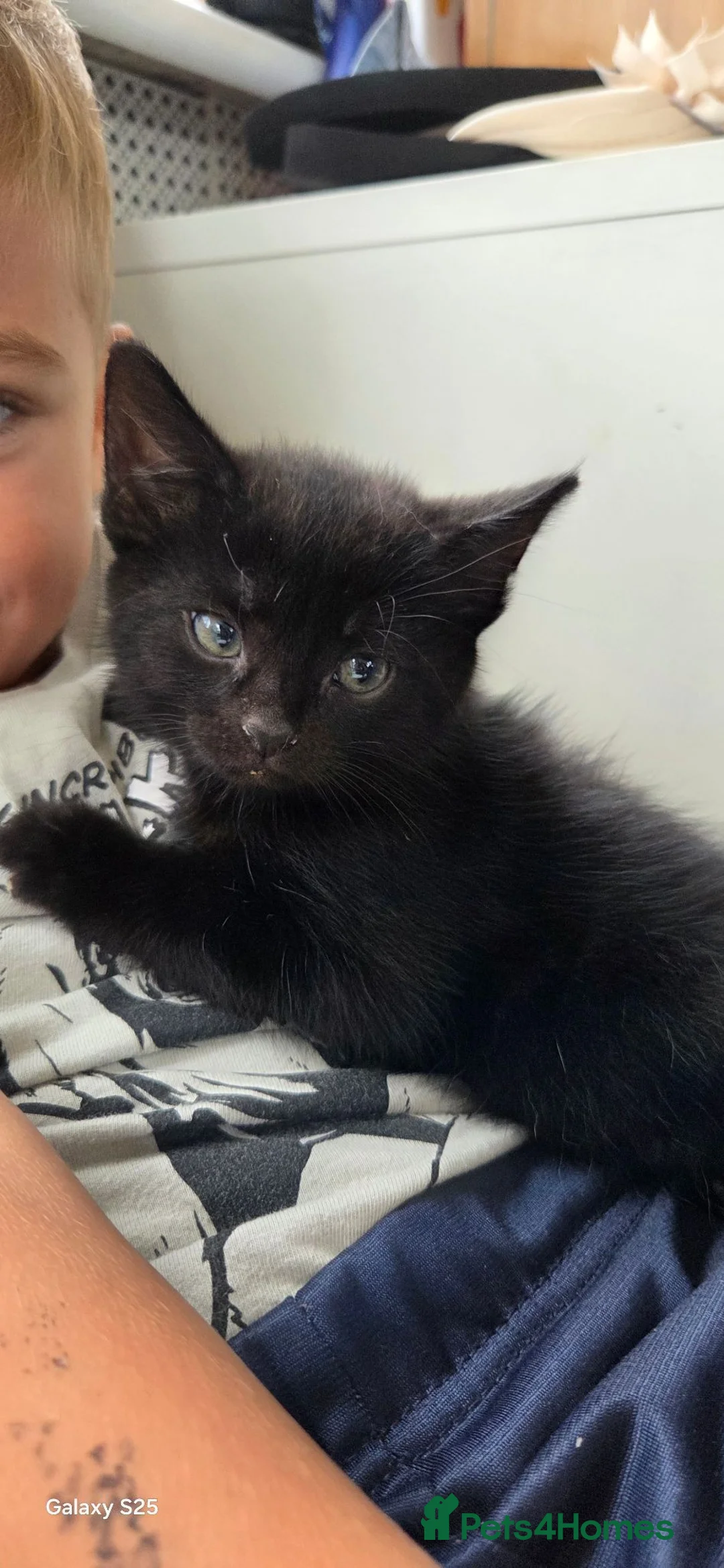 Mixed Breed cats for sale: Beautiful Black Male Kitten Ready Now - Advert 2